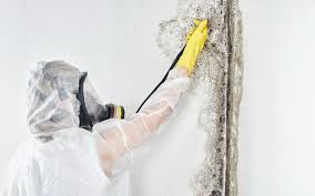 Mold Remediation for Vacation Homes in Mount Carroll, IL